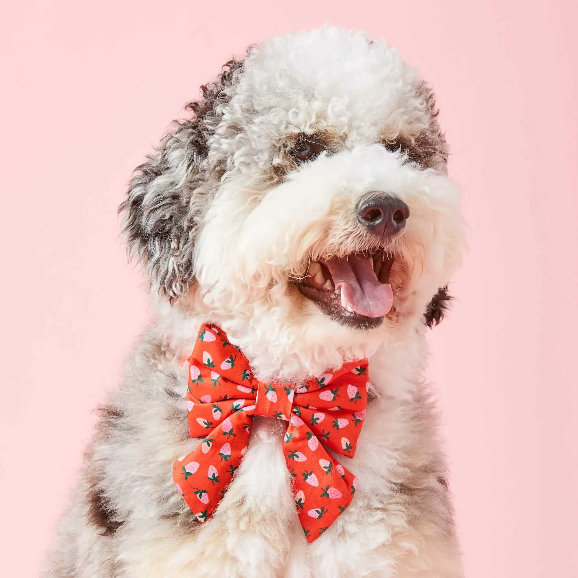 Berry Sweet Lady Dog Bow