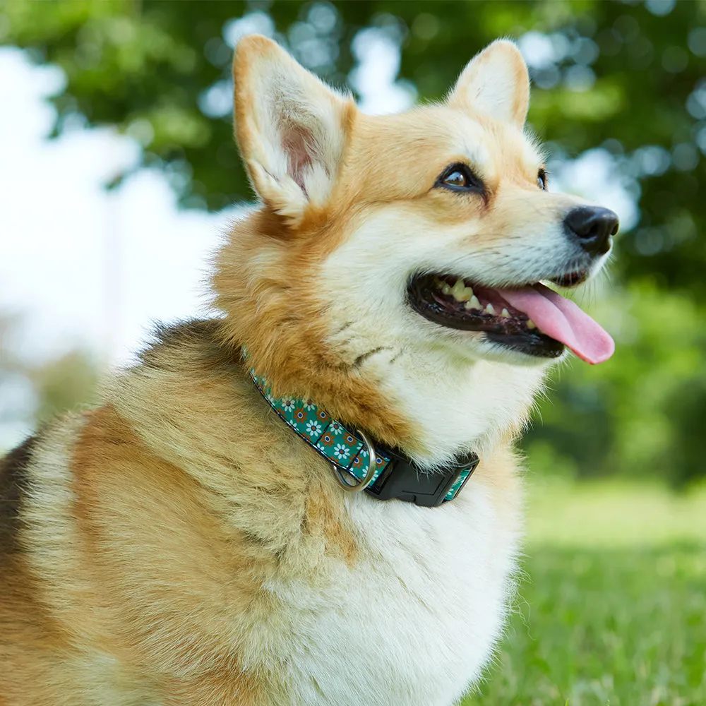 Collegiate Blue and Orange - Dog Collar
