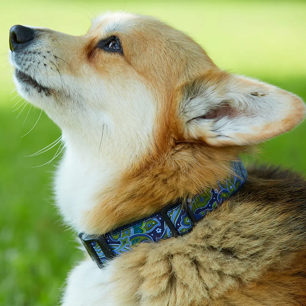 Collegiate Blue and Orange - Dog Collar